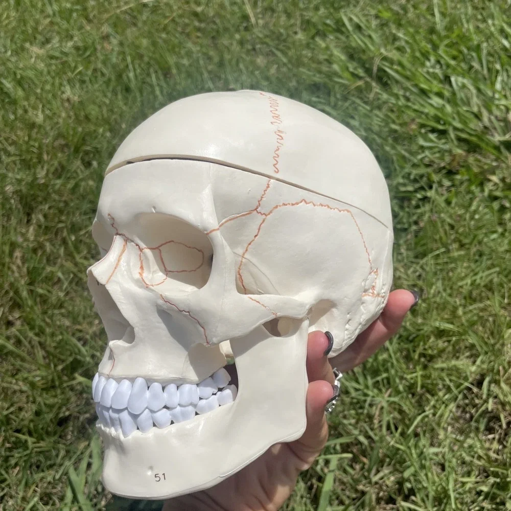Classroom Study Human Skull Model Life‎ Size Adult Anatomy Skeleton Removeable